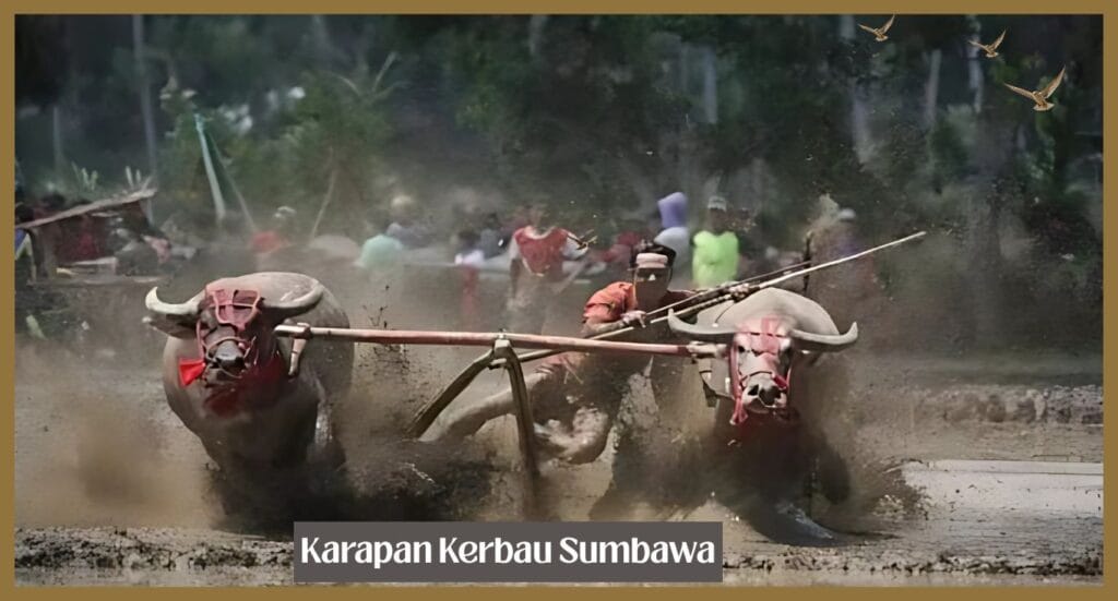 The men race by riding buffalos in the rice field